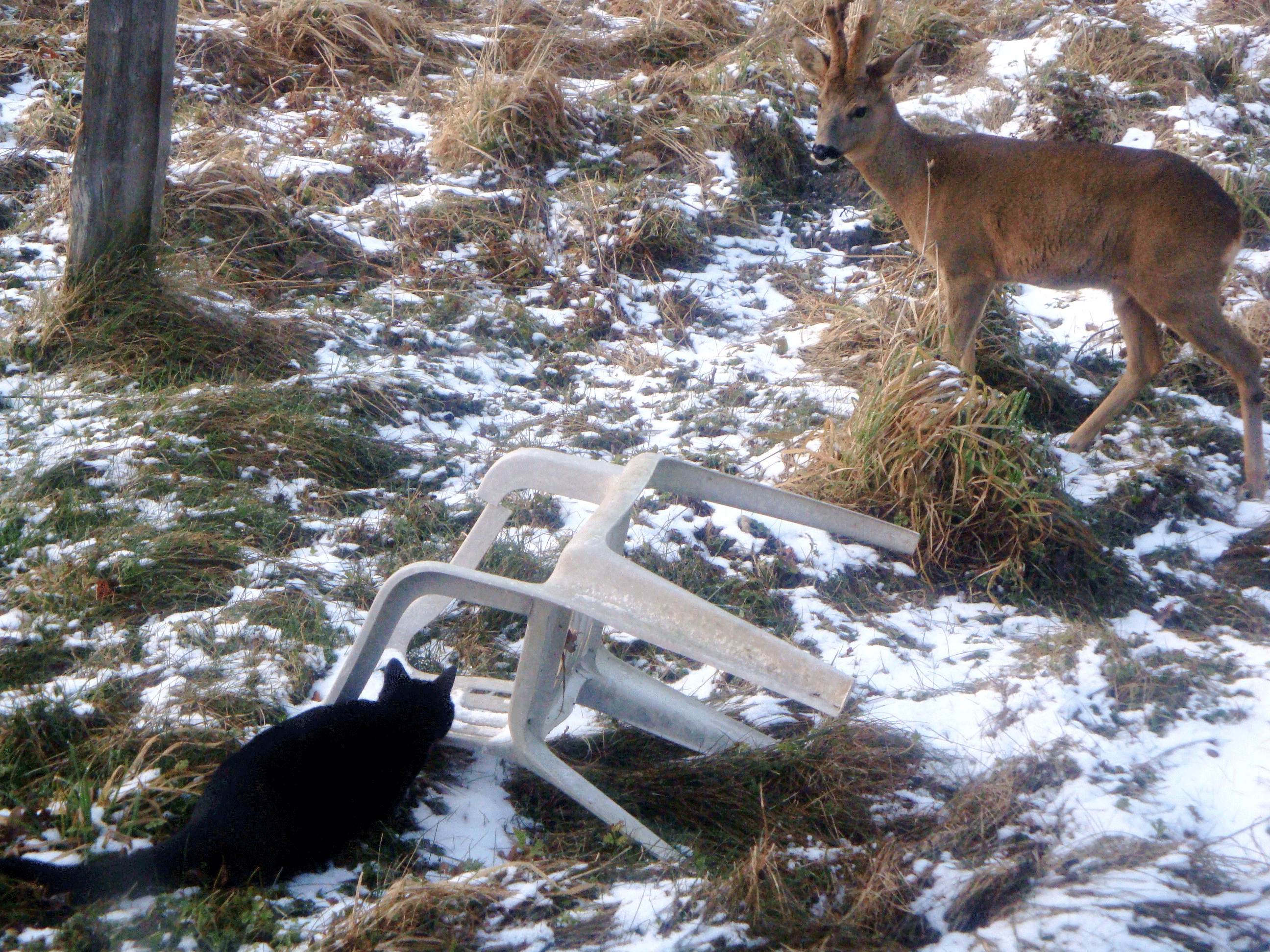DSC01250.gif