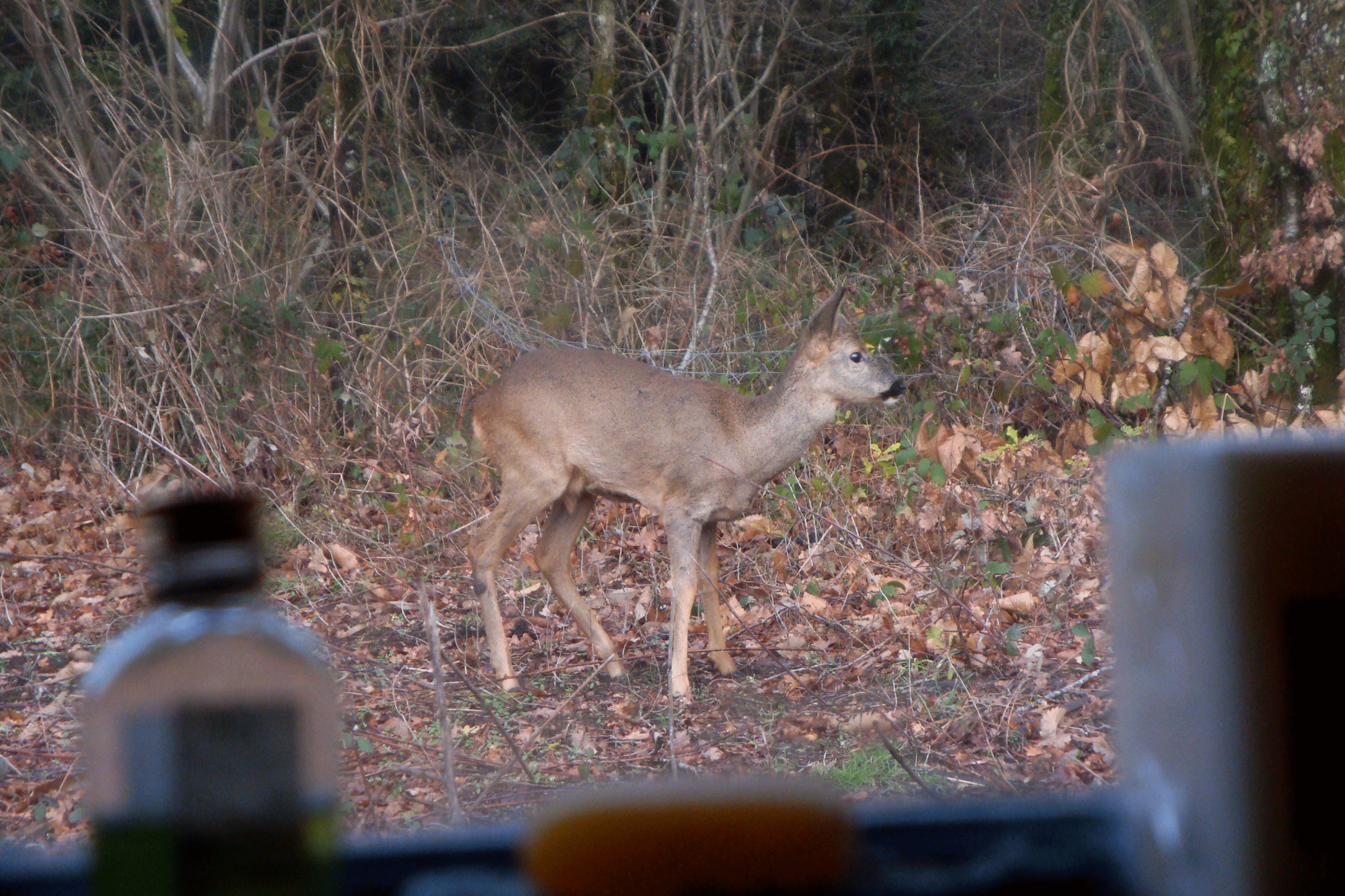 DSC03037.gif