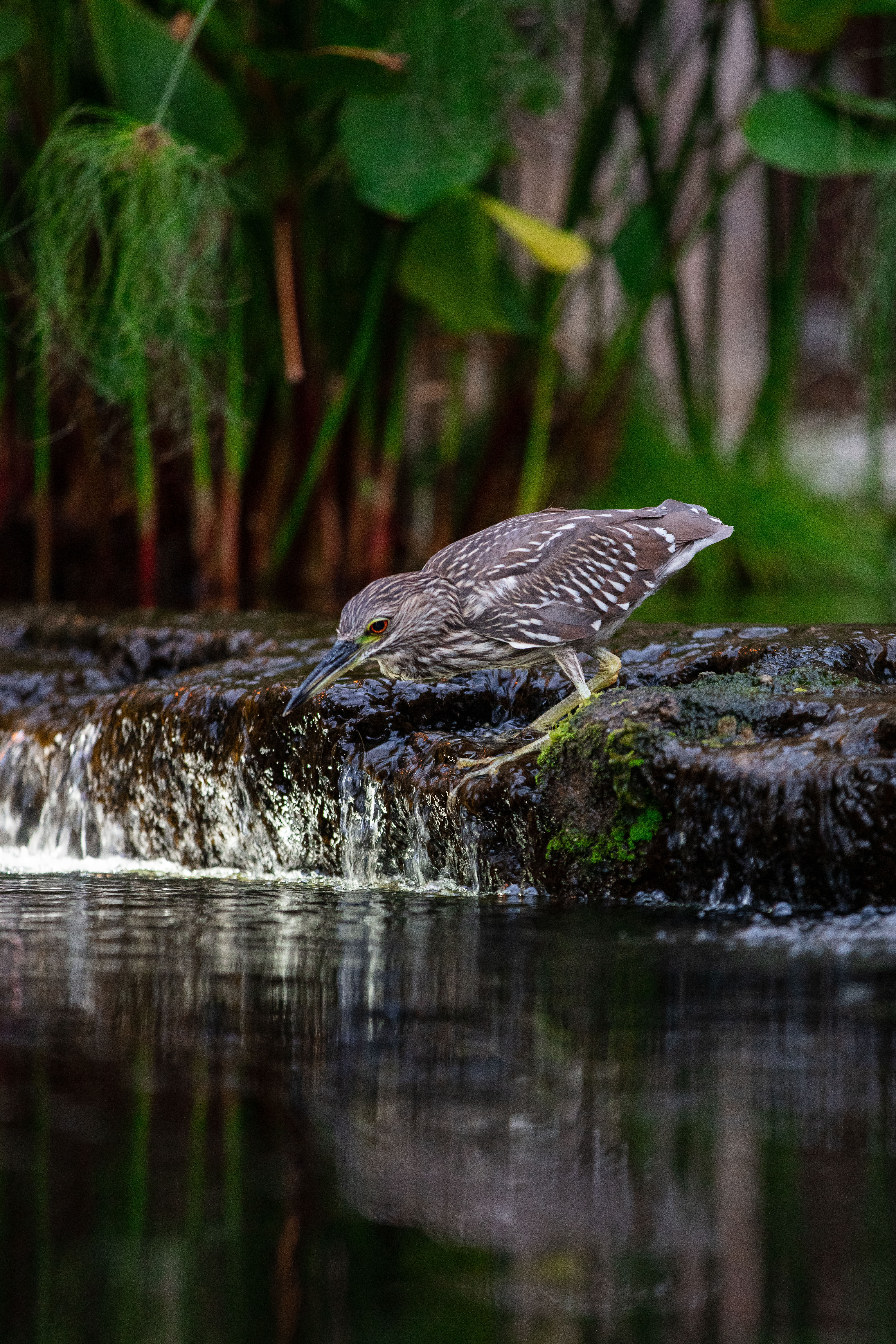 The Night Heron