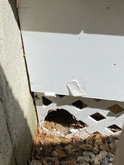 Wildlife Removal Cape Cod