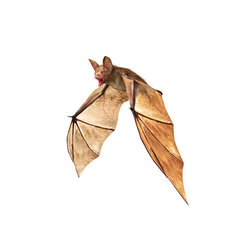 Wildlife Removal Cape Cod