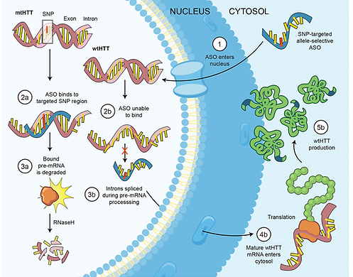 ASO67 Mechanism and action.png