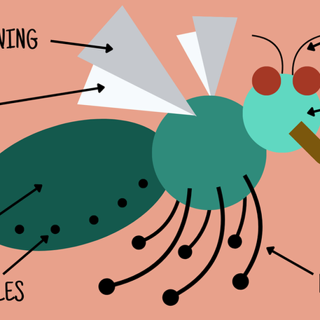 An imaginary insect with basic anatomical parts labeled