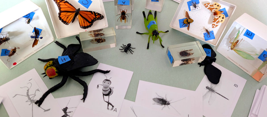 insect supplies prepared for a practicum crossword activity where students identify insect orders and define specific anatomy