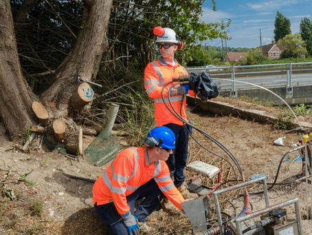 Mast Year for Trees Could Indicate Increased Subsidence Threat