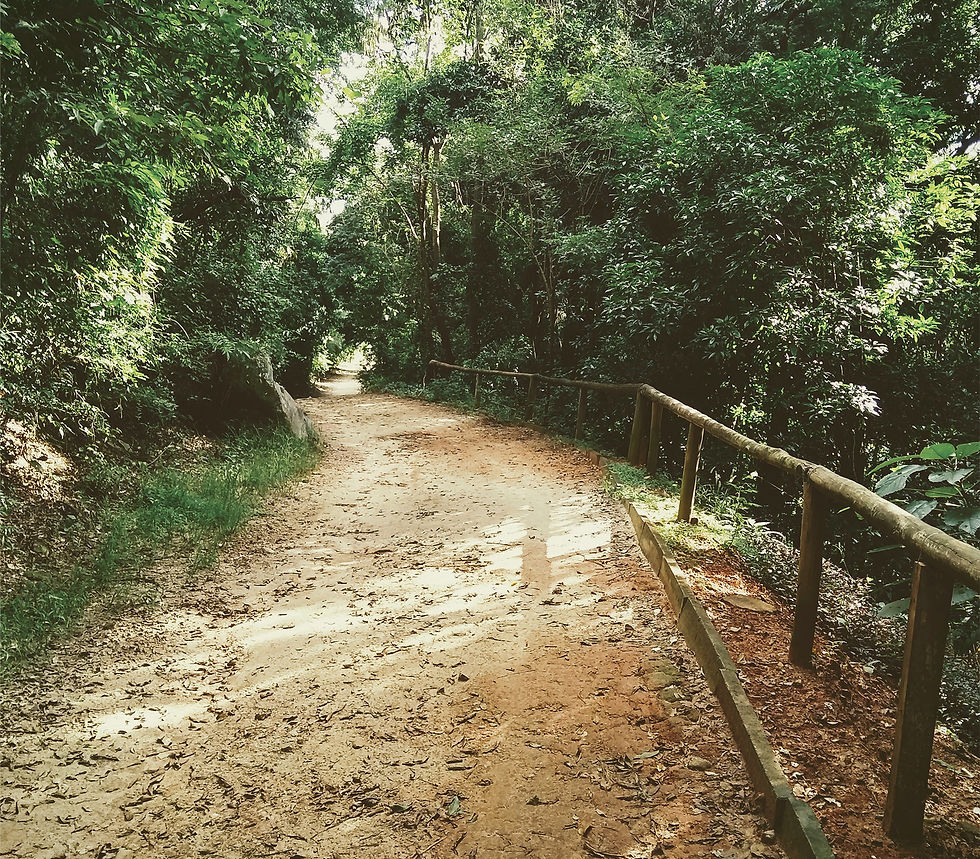 trilha de terra na floresta