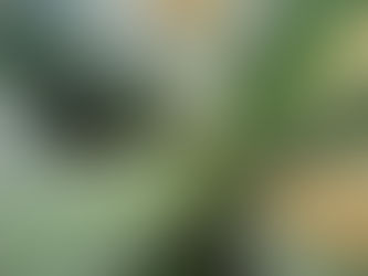 Aloe vera - Babosa: segredos, receitas e verdades sobre essa planta tão tradicional