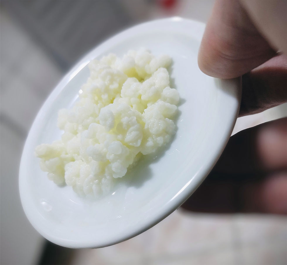 grãos de kefir de leite em pratinho