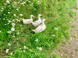 IMG_5313.jpeg