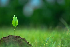 Leaf growing out of a dirt mound