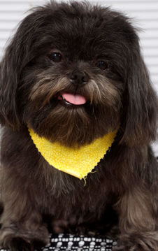 Mi gordo con pelo corto.jpg