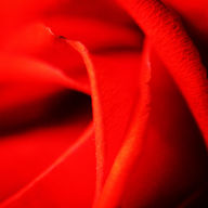 Rosa1.JPG