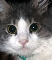 Tom 3.JPG