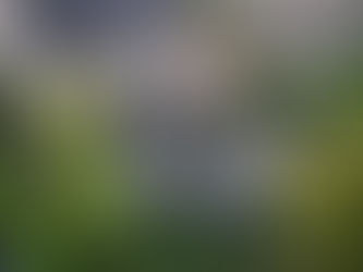 Tuinaanleg: Van Plant tot Perfecte Tuin