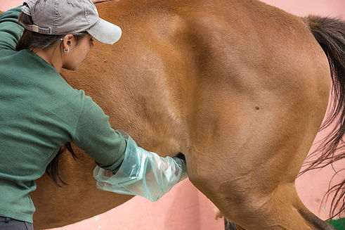 is-sheath-cleaning-necessary-promo-image.jpg