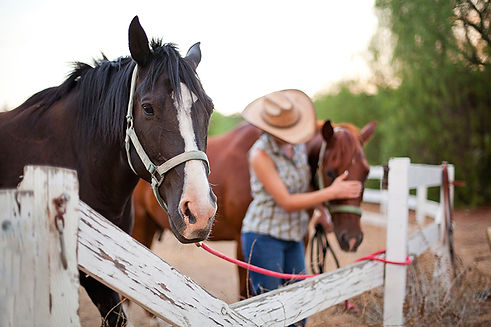 horsesitting-153121612.jpg
