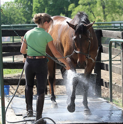 horse-bath_1000.jpg