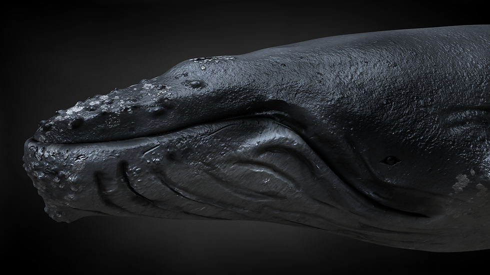 Thumbnail: Humpback 3D Model C4D Rigged