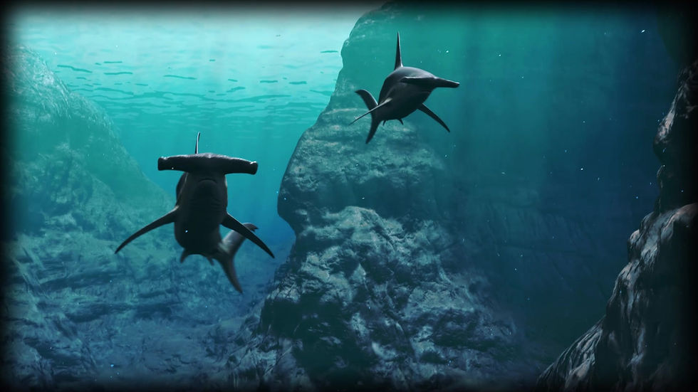 Thumbnail: Great Hammerhead 3D Model C4D Rigged