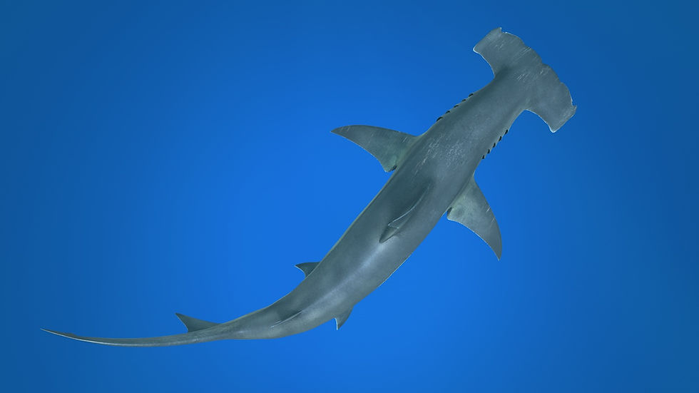 Thumbnail: Great Hammerhead 3D Model C4D Rigged