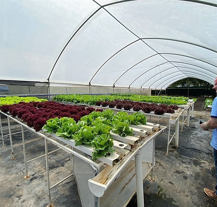 Growing vegetables within Green house