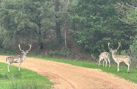 Fallow Deer Hunts in Louisiana