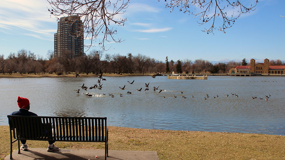 Person in a red hat sits on a bench by a lake, watching birds fly. Urban skyline, blue sky, and bare trees set a peaceful mood.