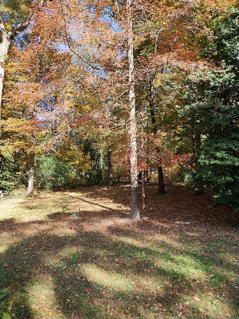 fall2