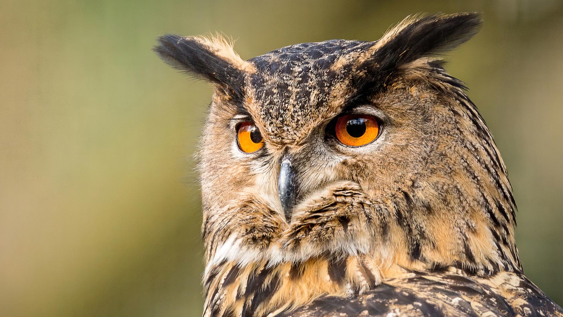 Hibou