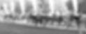 IQH24-IRH-9734-IQHA EDITORIAL IQHA WEB USE ONLY.jpg