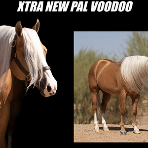 Xtra New Pal Voodoo
