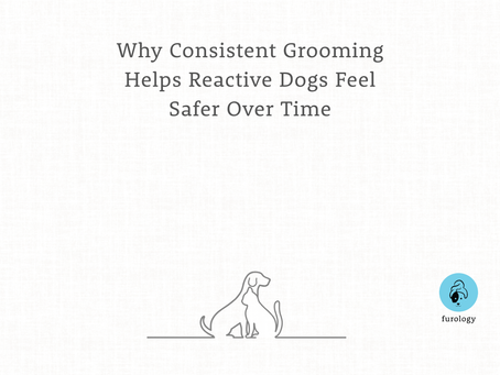 Calm one-on-one grooming session helping a reactive dog feel safe and relaxed