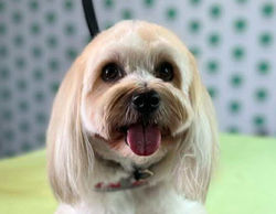 Coton de Tulear with a fresh haircut from Furology’s cage-free grooming services