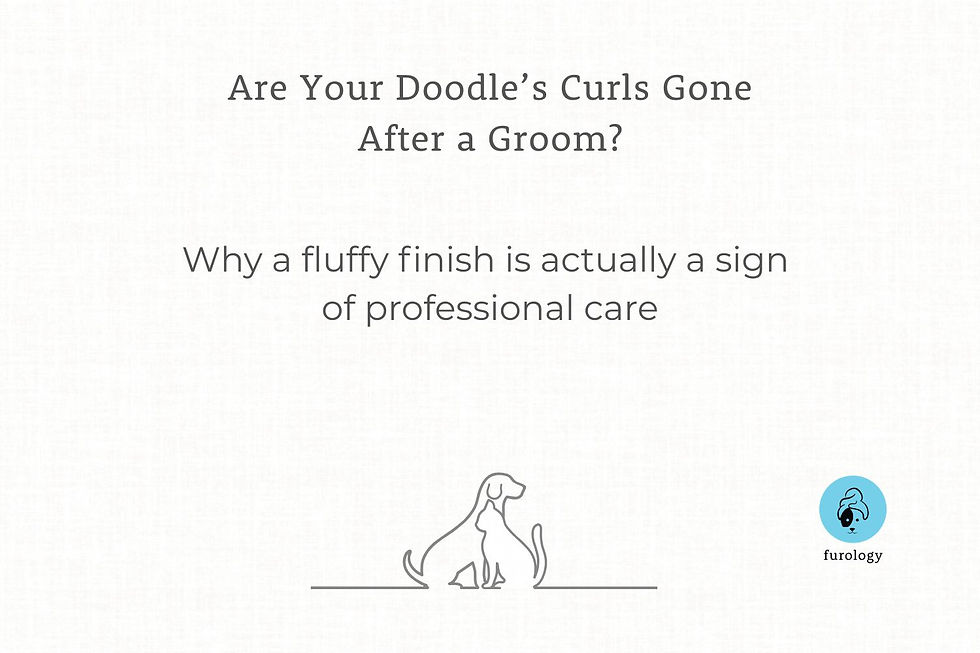 Doodle dog grooming blog cover explaining why doodle curls look straight after grooming and return naturally after professional blow drying
