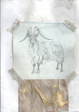 A Goat Named Ulysess