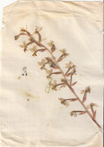 Pressed Orchid