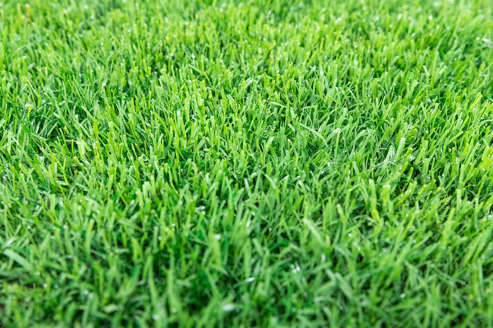 Thumbnail: Gotta Go Grass Refill