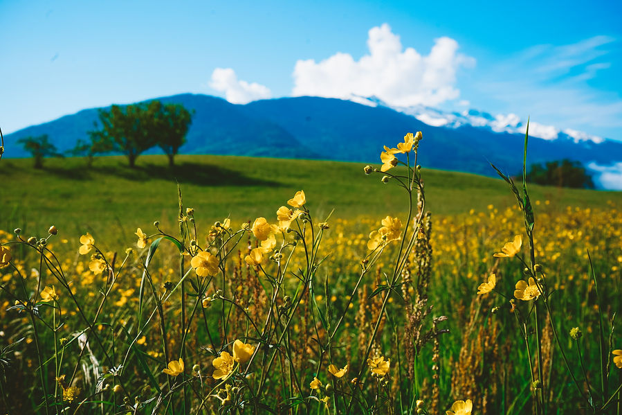 Paysage