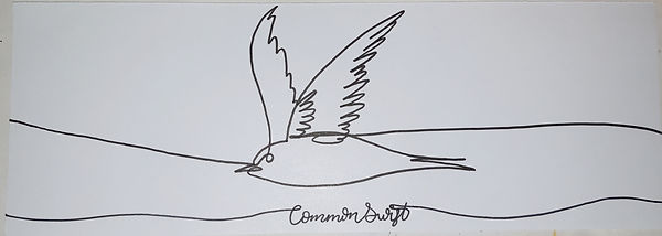 commonswift.jpg