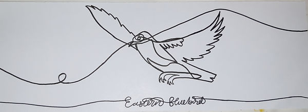 easternbluebird.jpg
