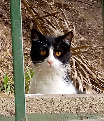 gato asustado