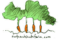 potager bio, quatre carottes