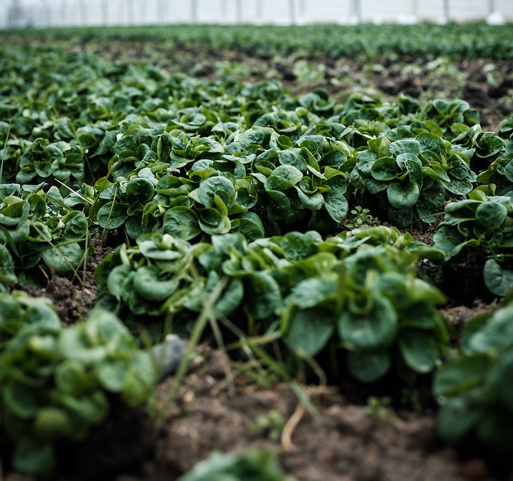 Salade in greenhouse