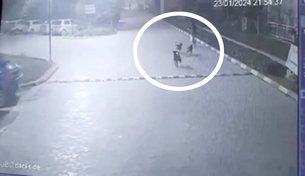 आवारा कुत्तों ने युवक पर किया हमला, कैमरे में कैद हुआ मंजर....