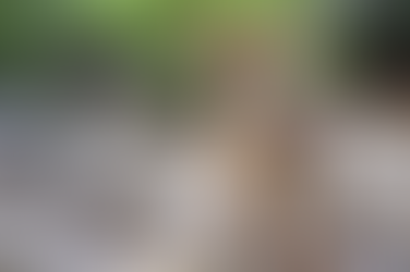 जंगल से रोड इलाके में पहुंचा हिरण बच्चा, किसान ने बचाई उसकी जान...