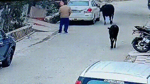 गुस्साए सांड ने बुजुर्ग को मारी टक्कर....देखे विडियो