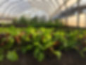 Research - Insect+Soil Health.jpg