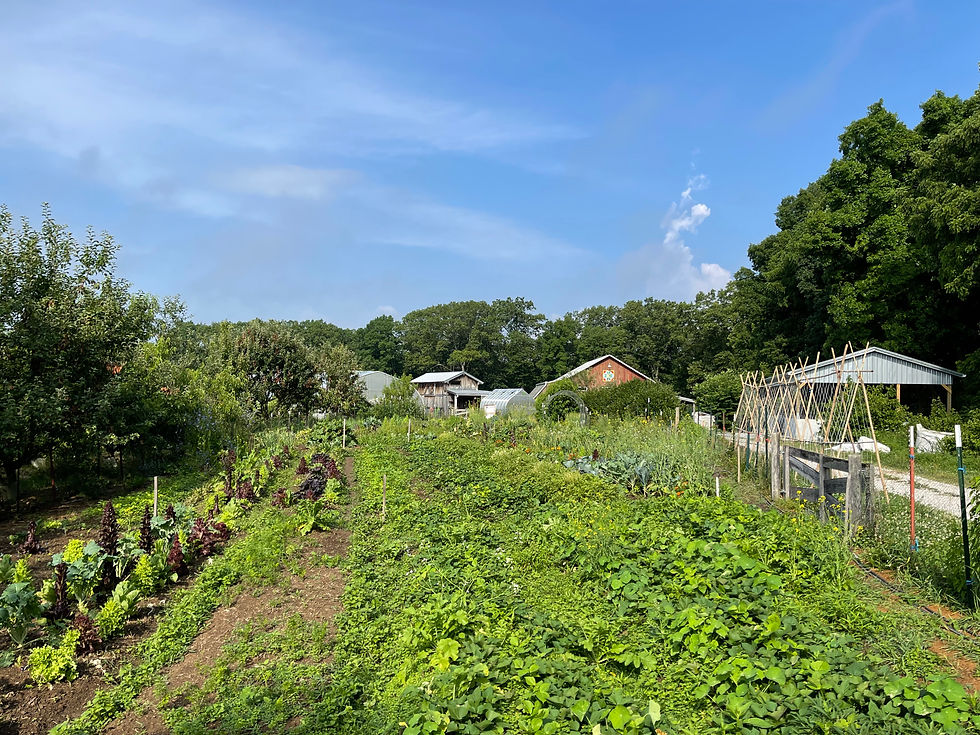 Garden summer.jpg