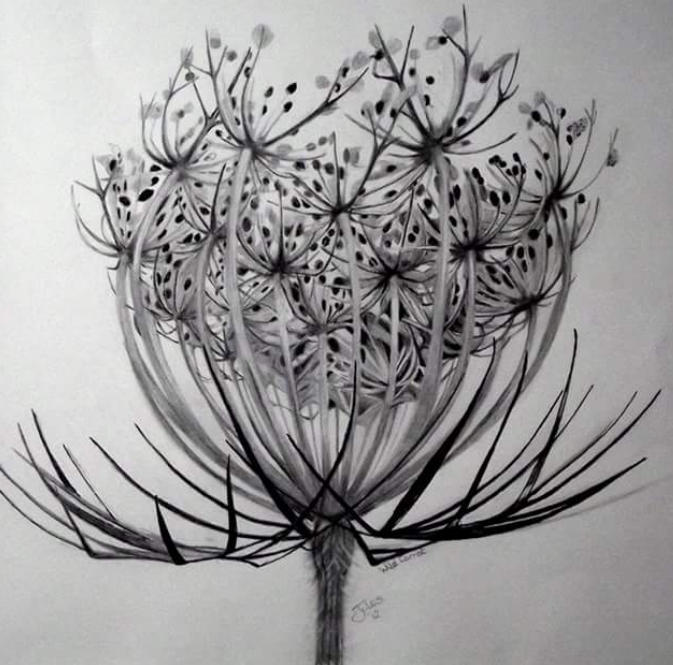 Wild carrot pencil and ink SOLD