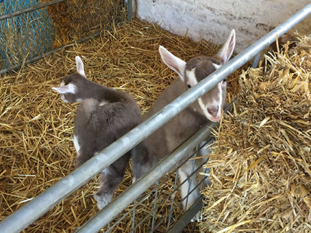 SACREWELL AND THE YMCA BRING THE GREAT OUTDOORS TO YOUNGSTERS THIS EASTER